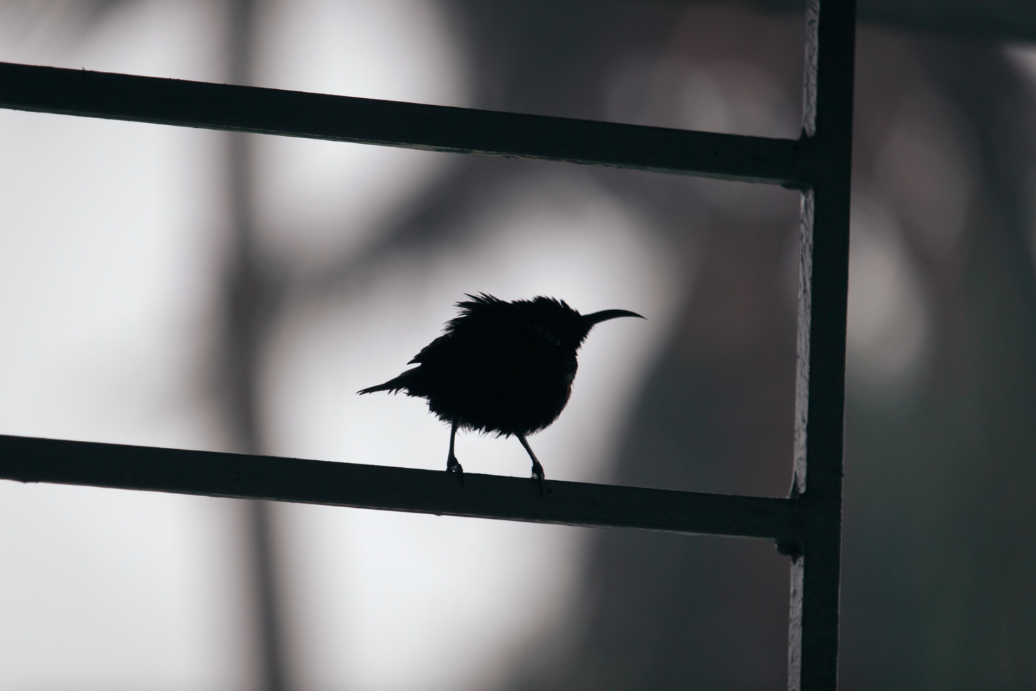 Bird Houses & Feeders